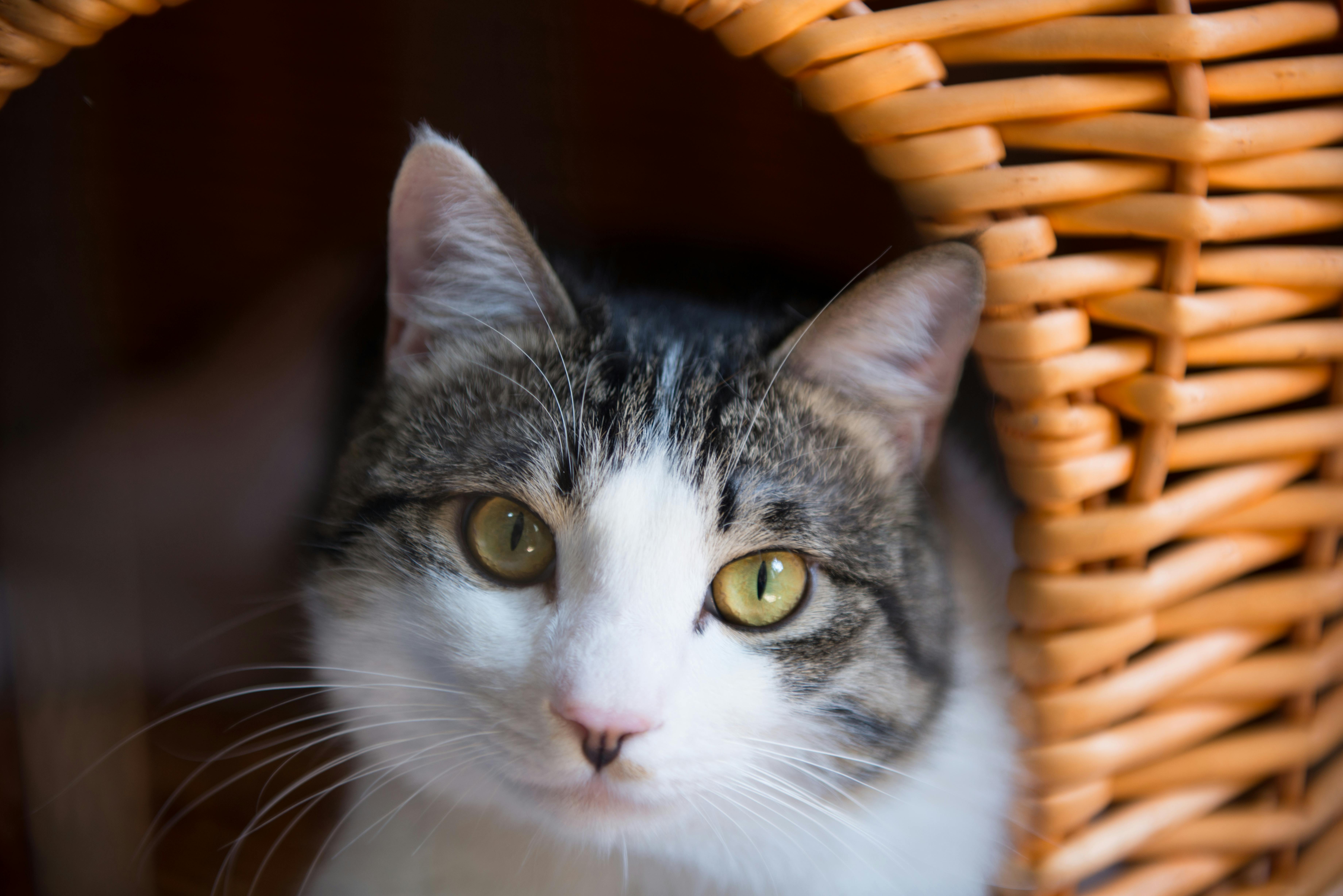  Free stock photo of cat, cats Illustration 