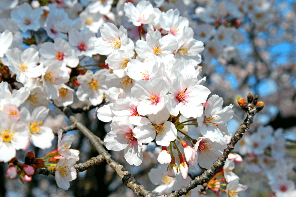  Types Of Sakura Trees In An - Infoupdate.org 