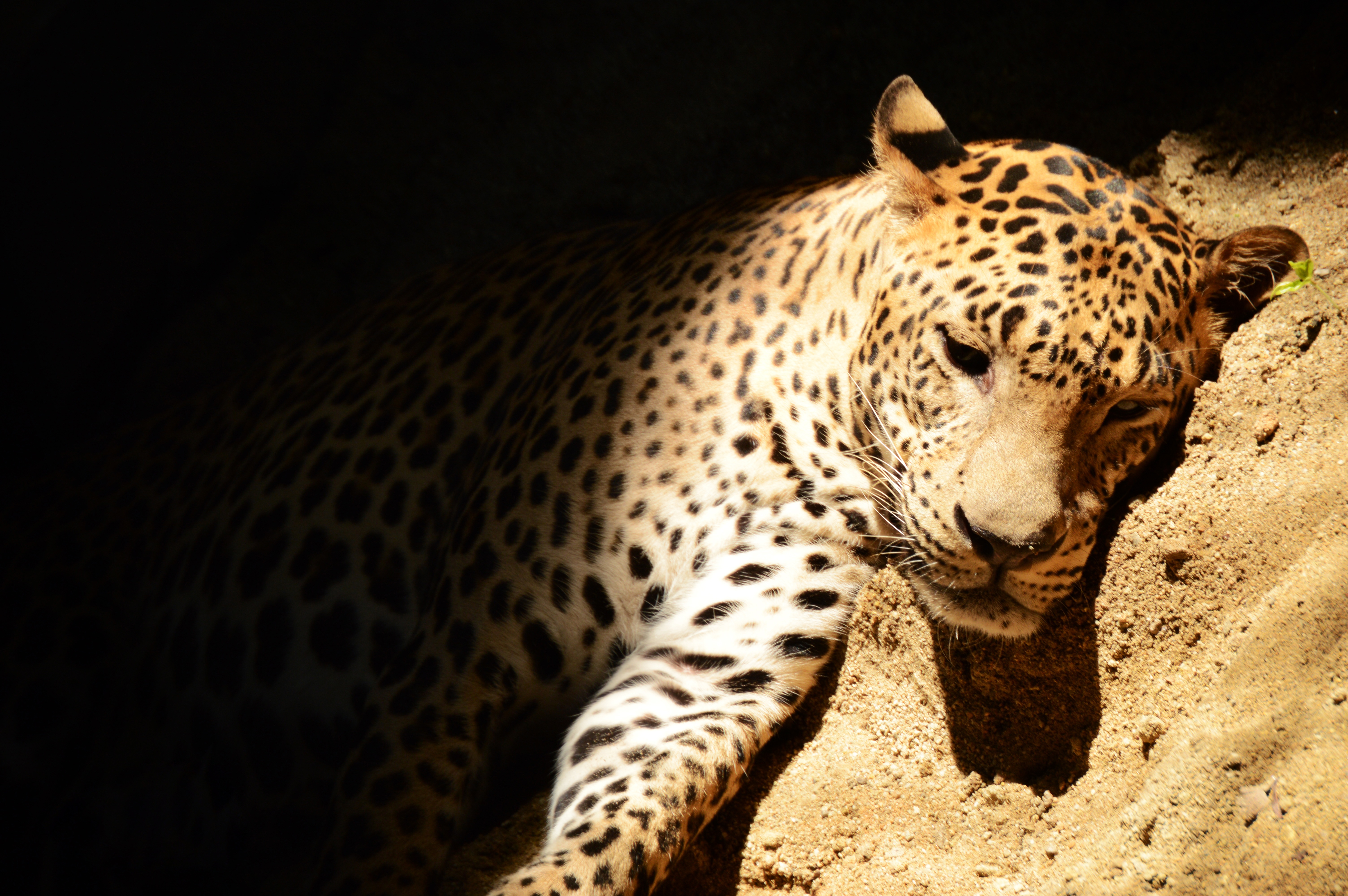  Fotos gratis : fauna silvestre, leopardo, bigotes, vertebrado, jaguar Bildidee 
