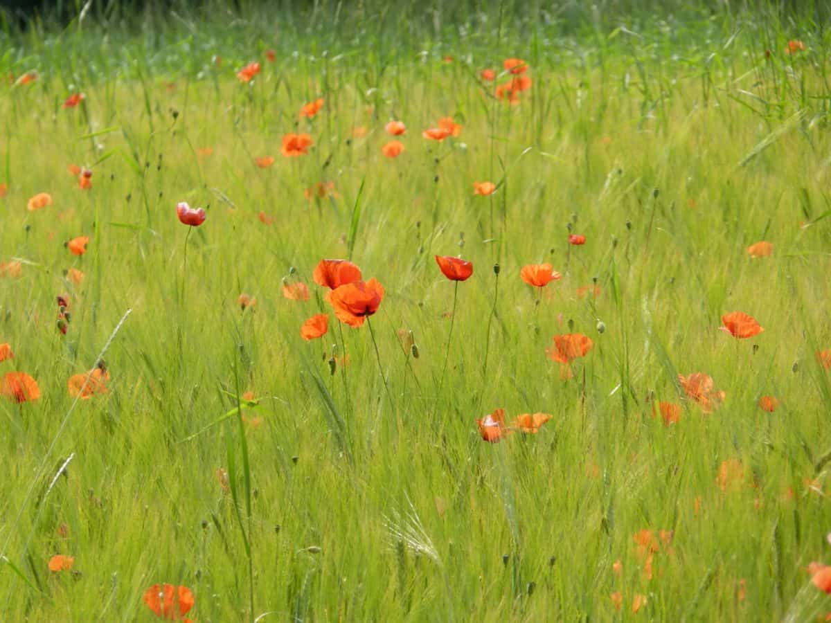  Kostenlose Bild: Blume, Mohnblume, Feld, Rasen, Natur, Sommer, Natur Illustration 